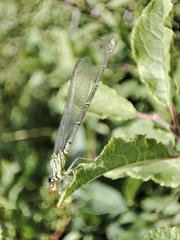 Erythromma