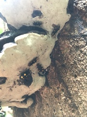 Eumorphus marginatus