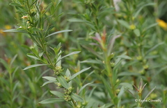 Heimia salicifolia