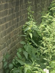 Urtica dioica