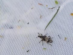 Bothynoderes affinis