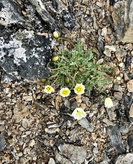 Papaver radicatum