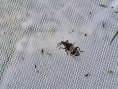 Bothynoderes affinis