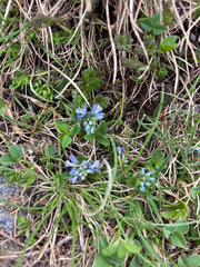 Polygala alpestris