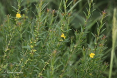 Heimia salicifolia