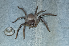 Isopedella saundersi