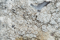 Megasporaceae