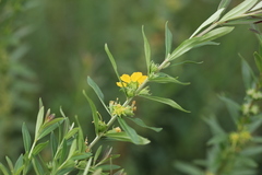 Heimia salicifolia