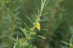 Heimia salicifolia