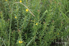 Heimia salicifolia