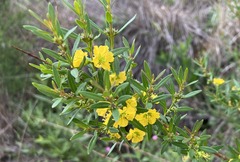 Heimia salicifolia