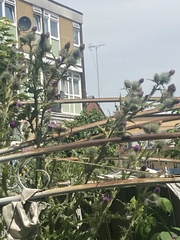 Cirsium vulgare