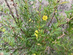 Heimia salicifolia