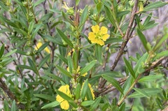 Heimia salicifolia