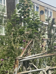 Cirsium vulgare