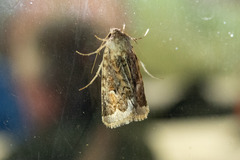 Proteuxoa florescens