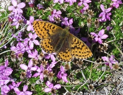 Boloria polaris