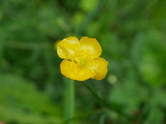 Ranunculus tuberosus