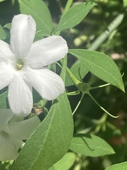 Jasminum