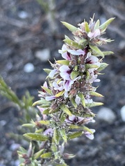 Amphithalea ericifolia