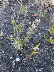 Amphithalea ericifolia