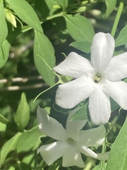Jasminum
