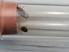 Propylea quatuordecimpunctata