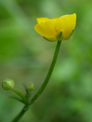 Ranunculus tuberosus