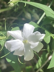 Jasminum
