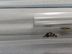 Propylea quatuordecimpunctata