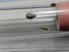 Propylea quatuordecimpunctata