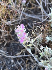 Amphithalea ericifolia