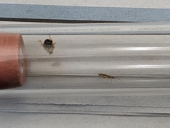 Propylea quatuordecimpunctata