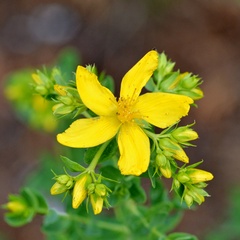 Hypericum × desetangsii