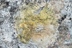 Megasporaceae