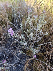 Amphithalea ericifolia