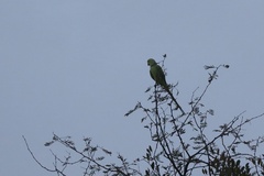 Psittacula krameri krameri