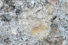 Megasporaceae