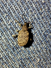 Otiorhynchus parvicollis