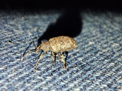 Otiorhynchus parvicollis