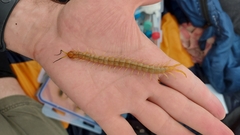Scolopendra canidens