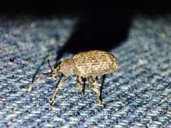 Otiorhynchus parvicollis