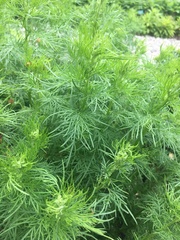Artemisia abrotanum