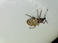 Otiorhynchus parvicollis