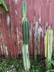 Cereus hexagonus