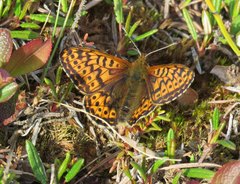 Boloria polaris