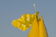 Zegris eupheme