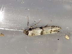 Blastobasis phycidella