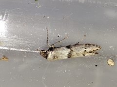 Blastobasis phycidella