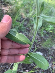 Centaurea scabiosa integra